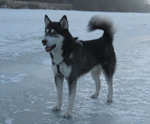 Rasseportrait Siberian Husky